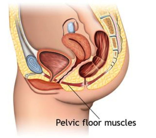 Pelvic Floor Muscles Over Tight Pelvic Floor Muscles